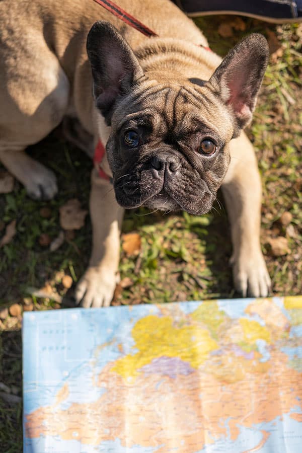 Our dog walking & pet sitting service area includes the following Middle TN areas: