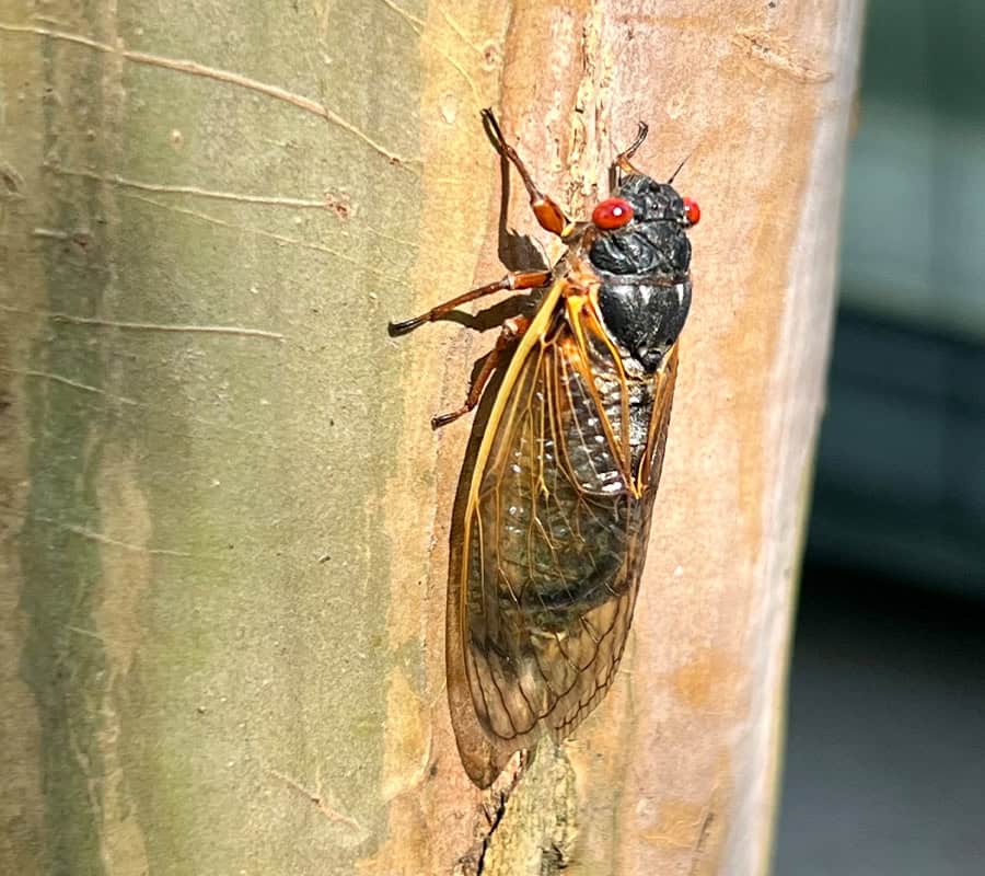A Survival Guide: Pet Safety Tips For Cicada Season