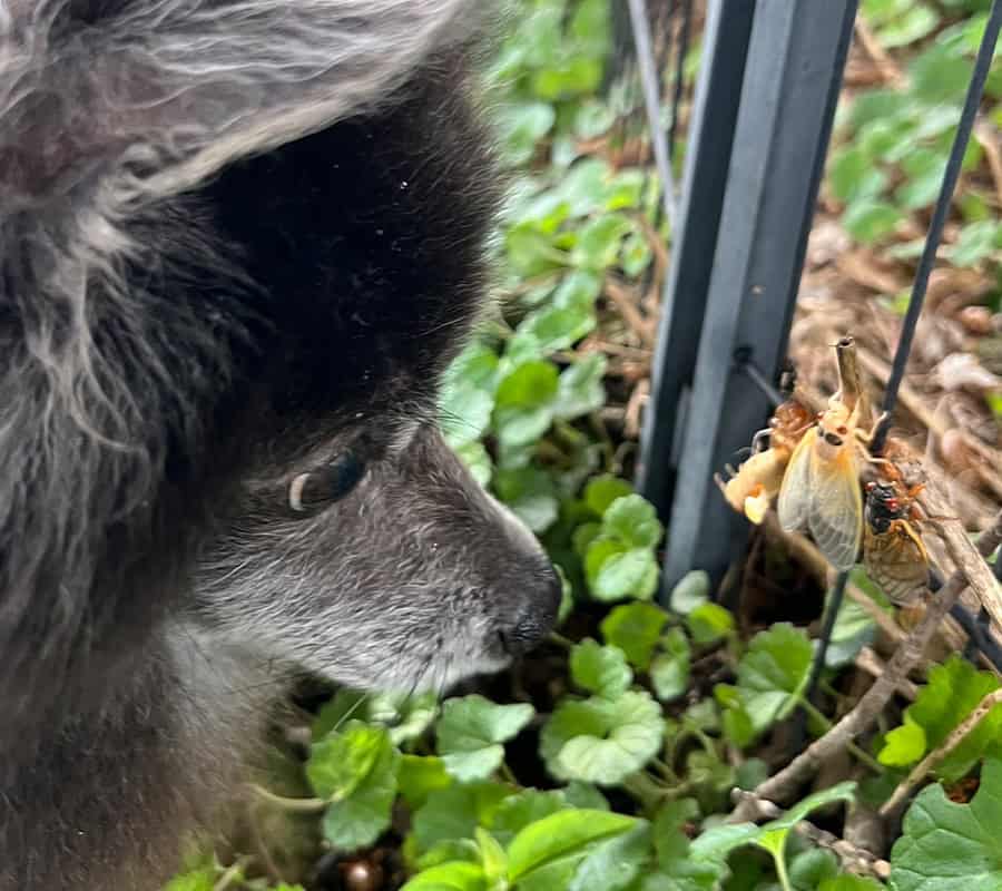 A Survival Guide for Pet Parents During Cicada Season 