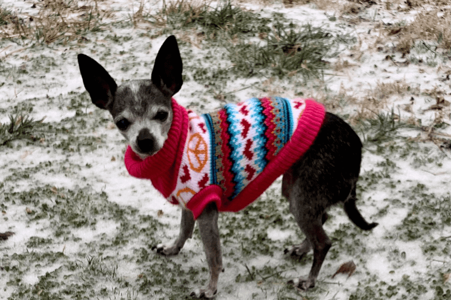 Winter Weather Pet Safety Tips With Home Run Pet Care