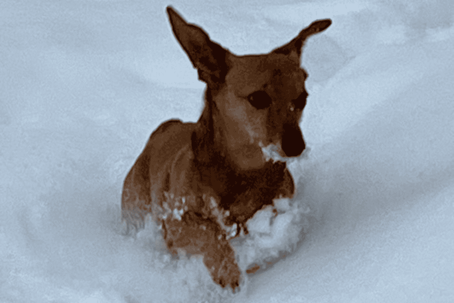 Winter Weather Pet Safety Tips With Home Run Pet Care 