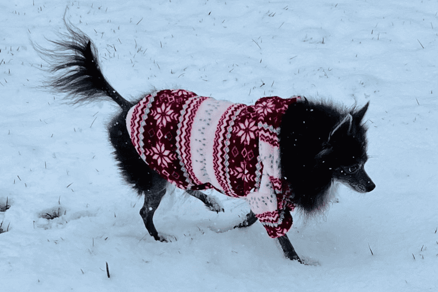 Winter Weather Pet Safety Tips With Home Run Pet Care 