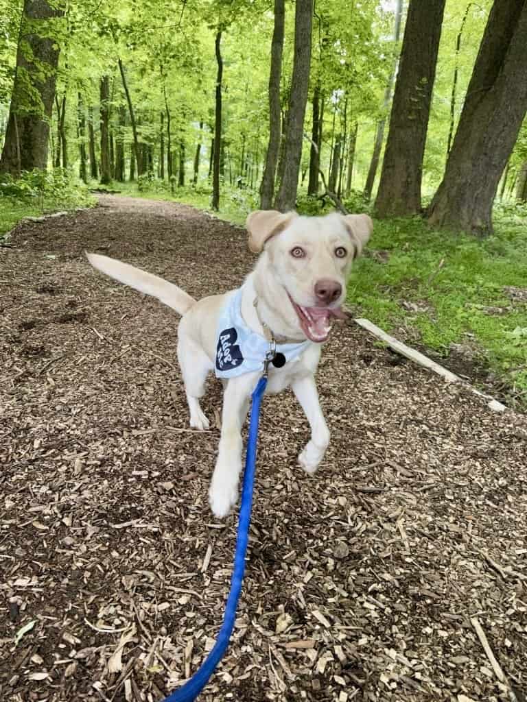 A Wags and Walks Nashville dog enjoying a Walk It Forward adventure with Home Run Pet Care